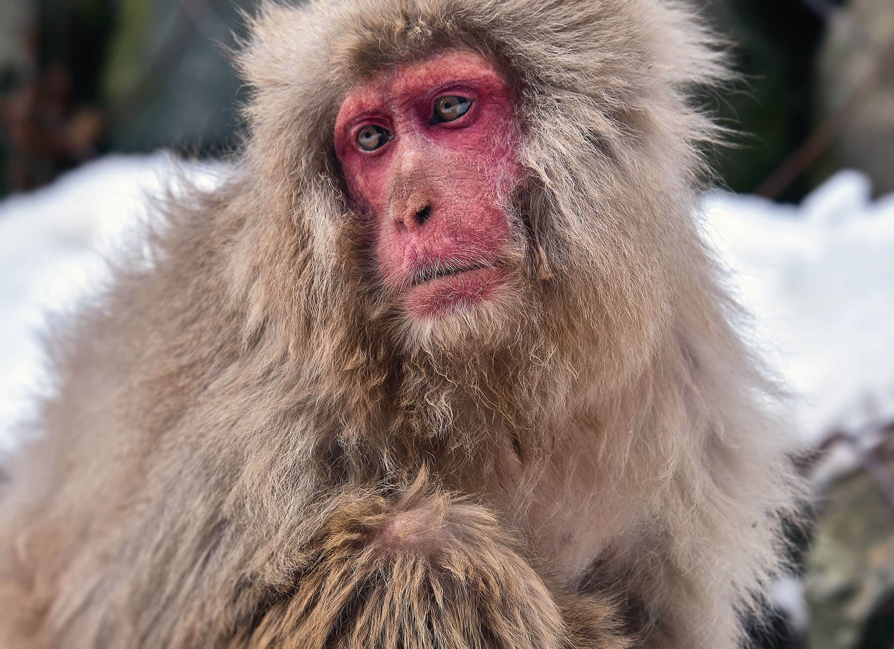 Snow Monkey