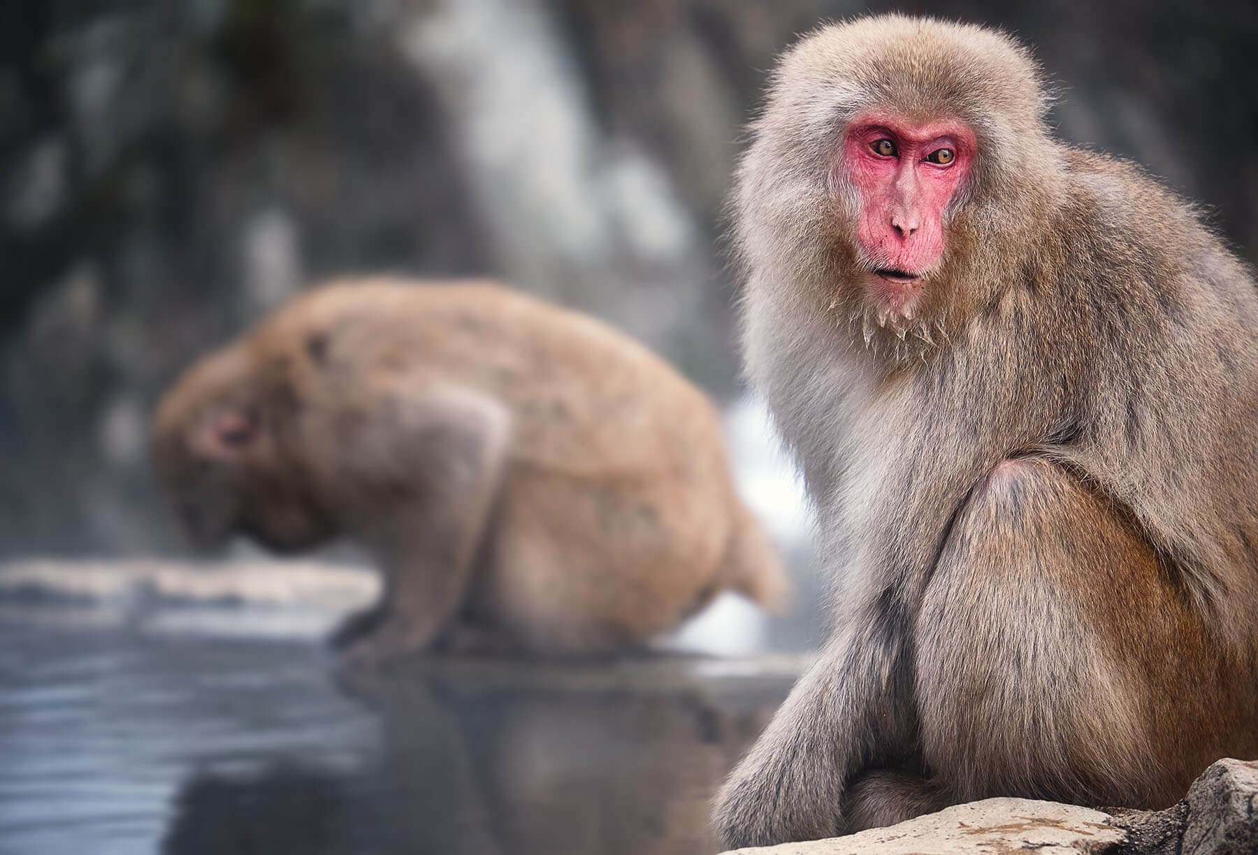 Snow Monkey 2