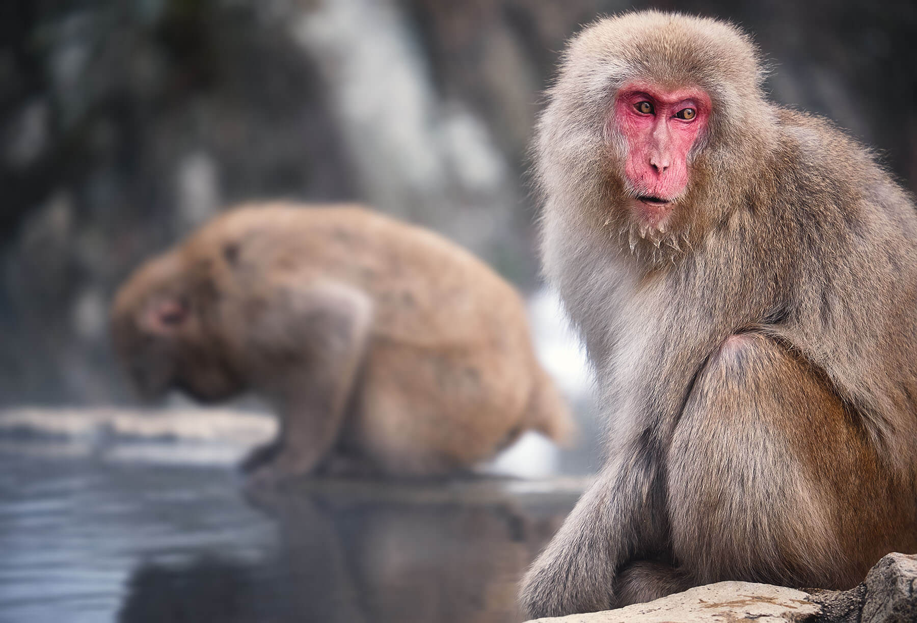 snow monkey park