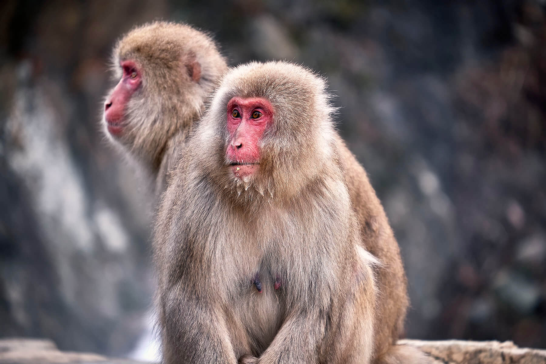 snow monkey park