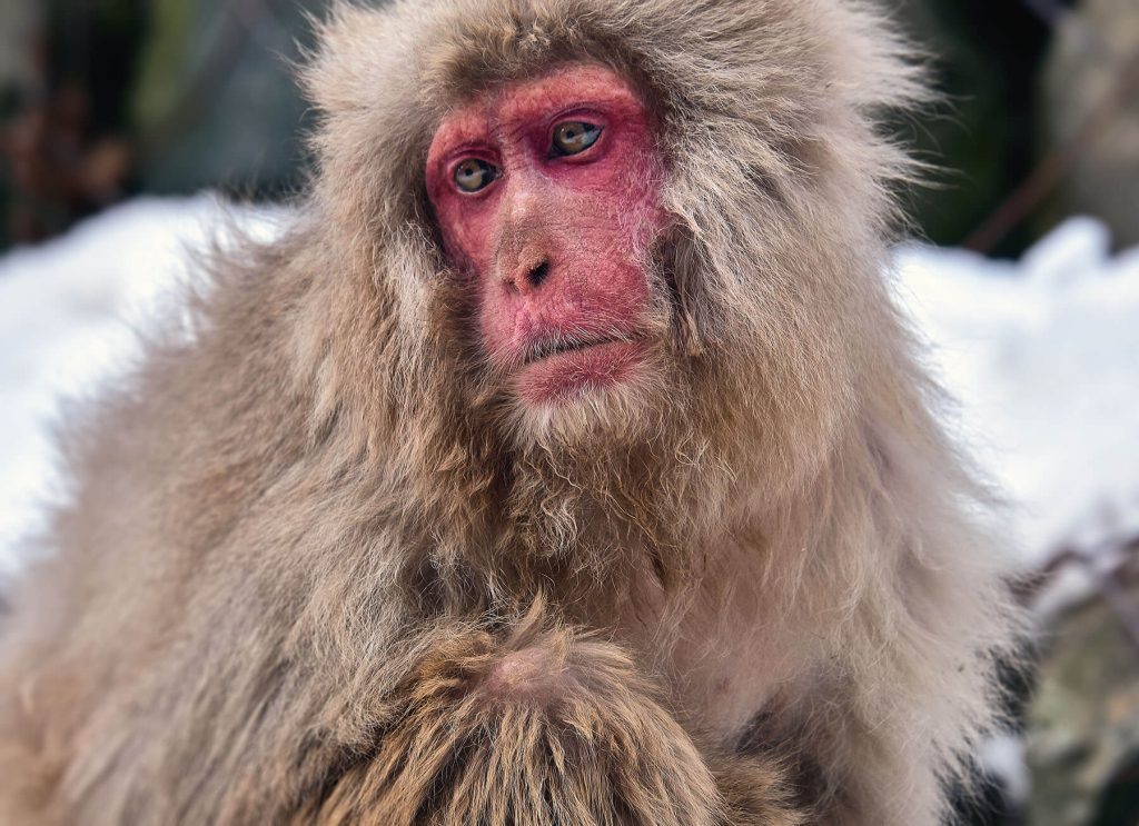 snow monkey park